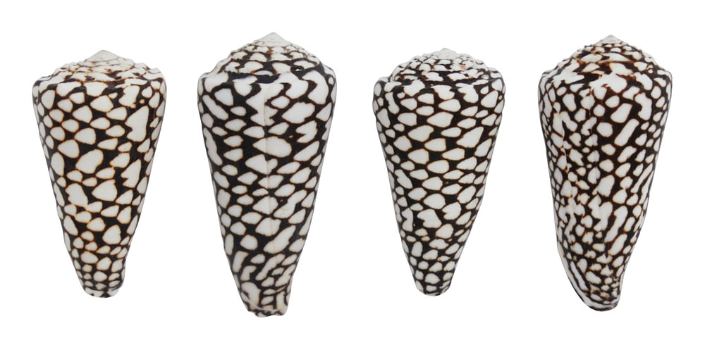 Marble Cone Shell