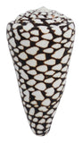 Marble Cone Shell