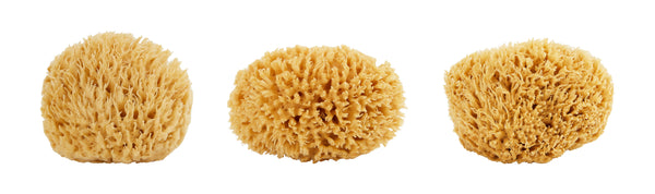 Sea Wool Sponge