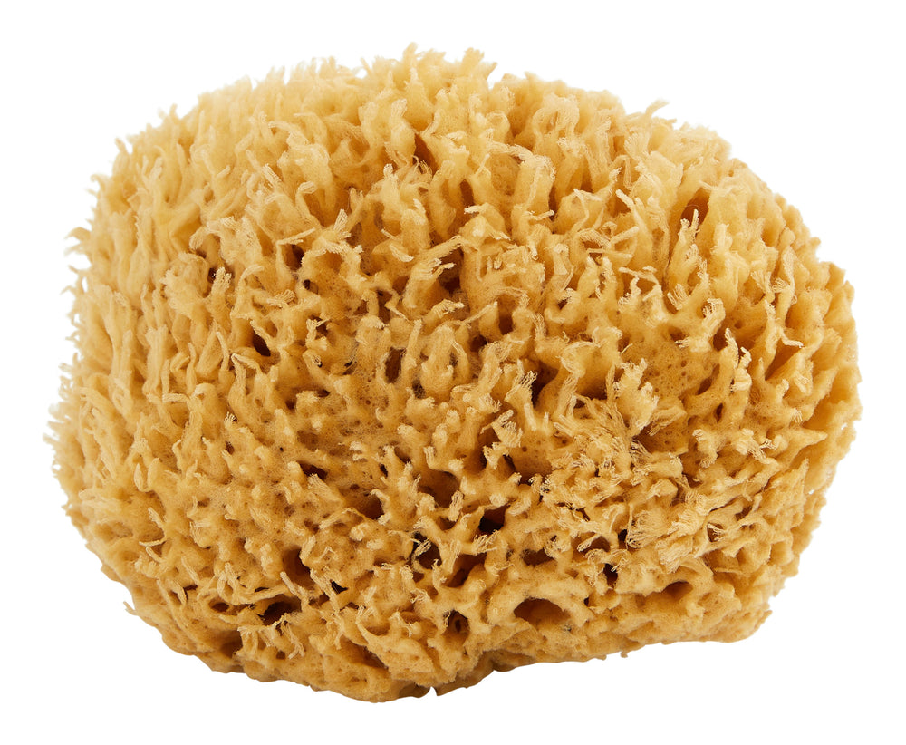 Sea Wool Sponge