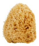 Sea Wool Sponge