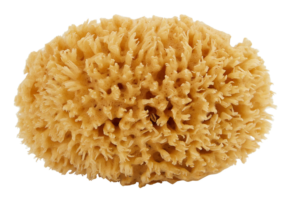 Sea Wool Sponge