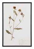 Vintage Pressed Botanical Specimen