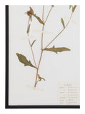 Vintage Pressed Botanical Specimen