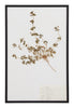 Vintage Pressed Botanical Specimen