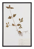 Vintage Pressed Botanical Specimen