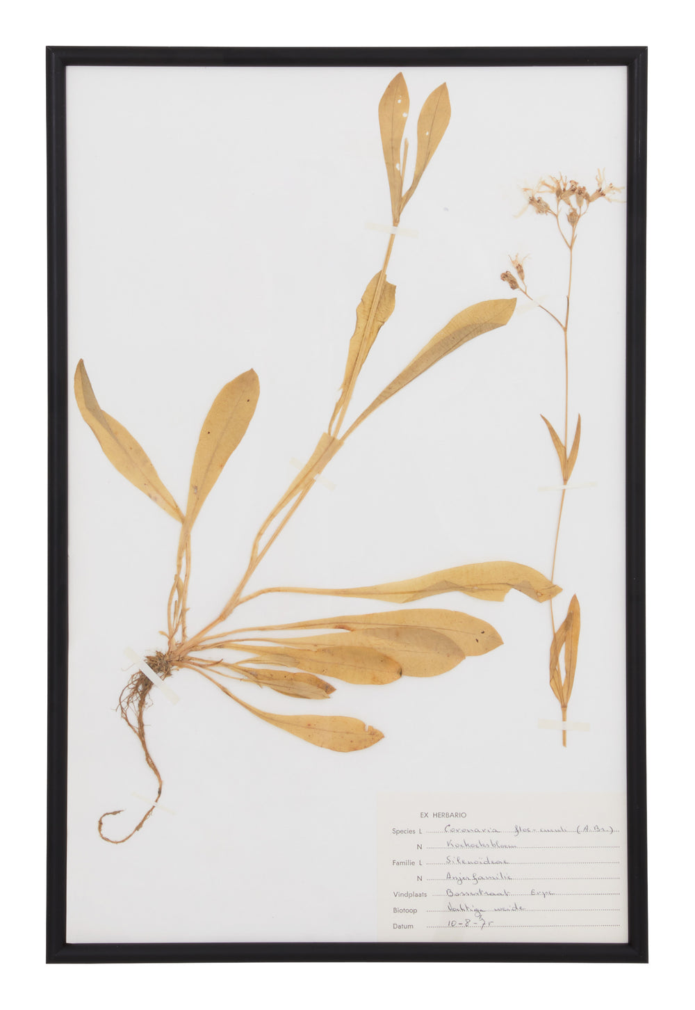 Vintage Pressed Botanical Specimen