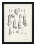 Antique Shell Study I