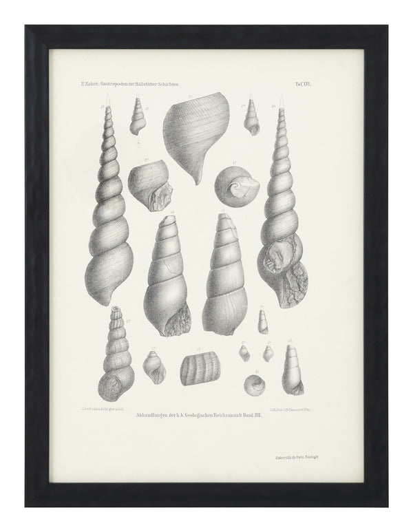 Antique Shell Study I