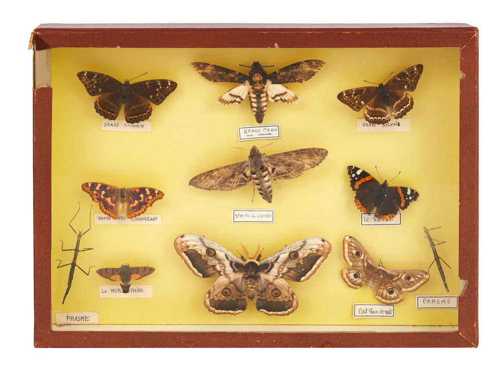 Vintage Specimen Collection