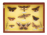 Vintage Specimen Collection