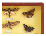 Vintage Specimen Collection