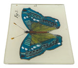 Blue Butterfly Tray #3