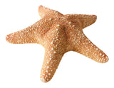 Madder Starfish