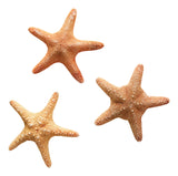 Madder Starfish