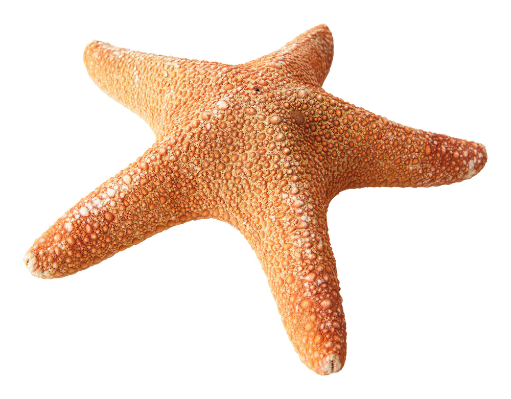 Madder Starfish