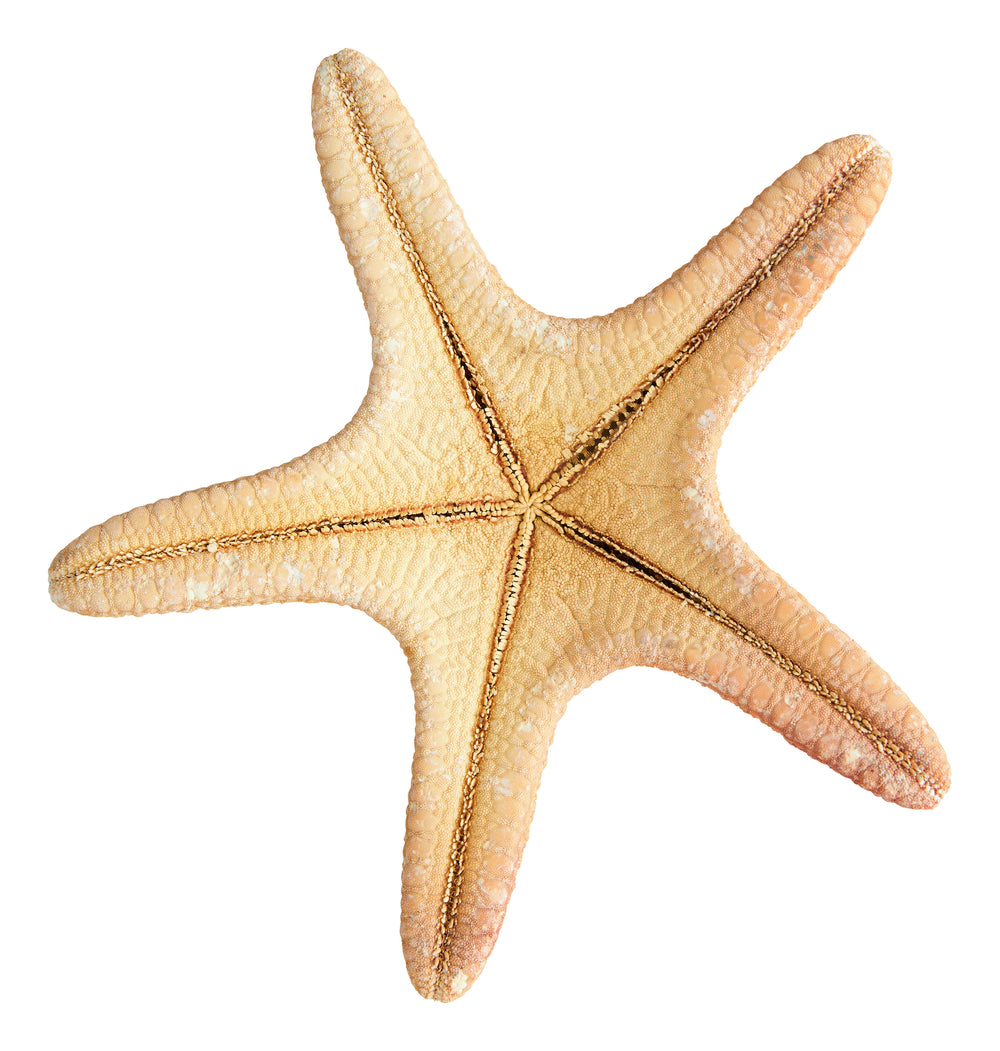 Madder Starfish