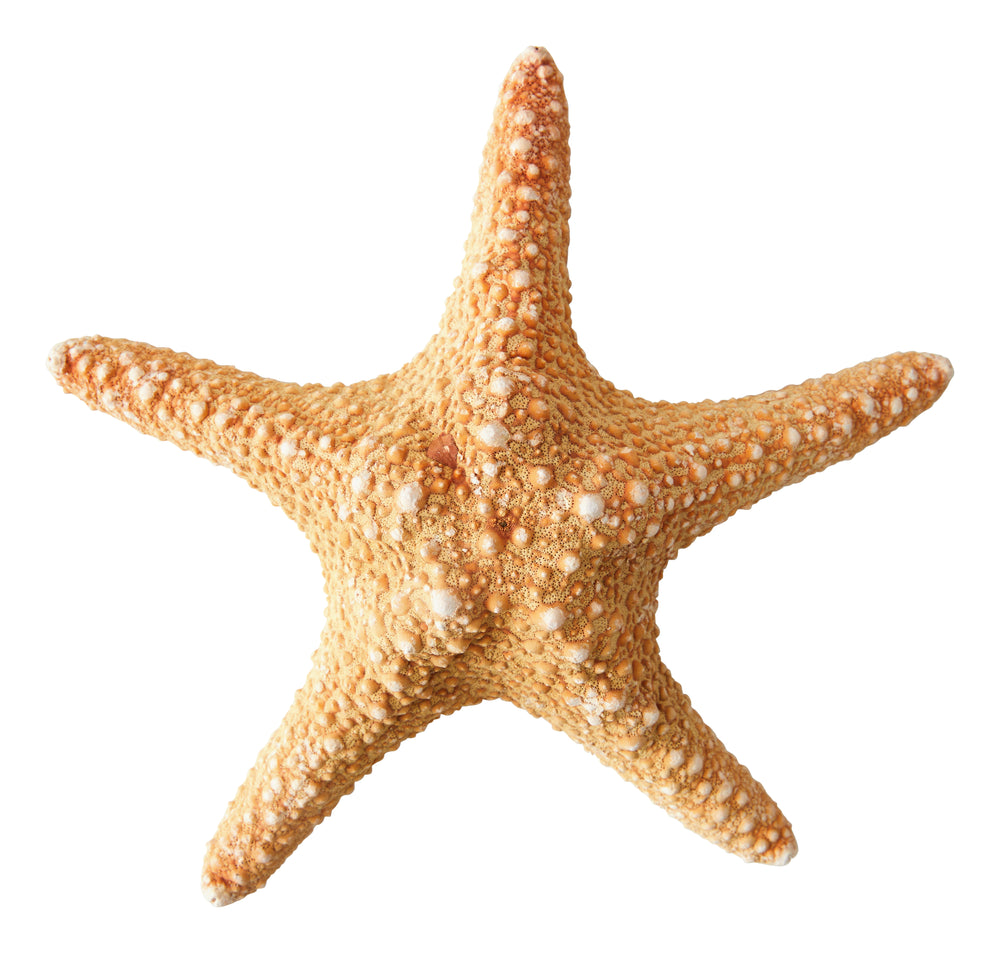 Madder Starfish