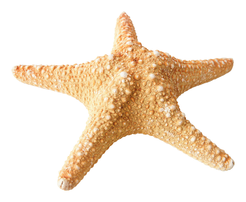 Madder Starfish