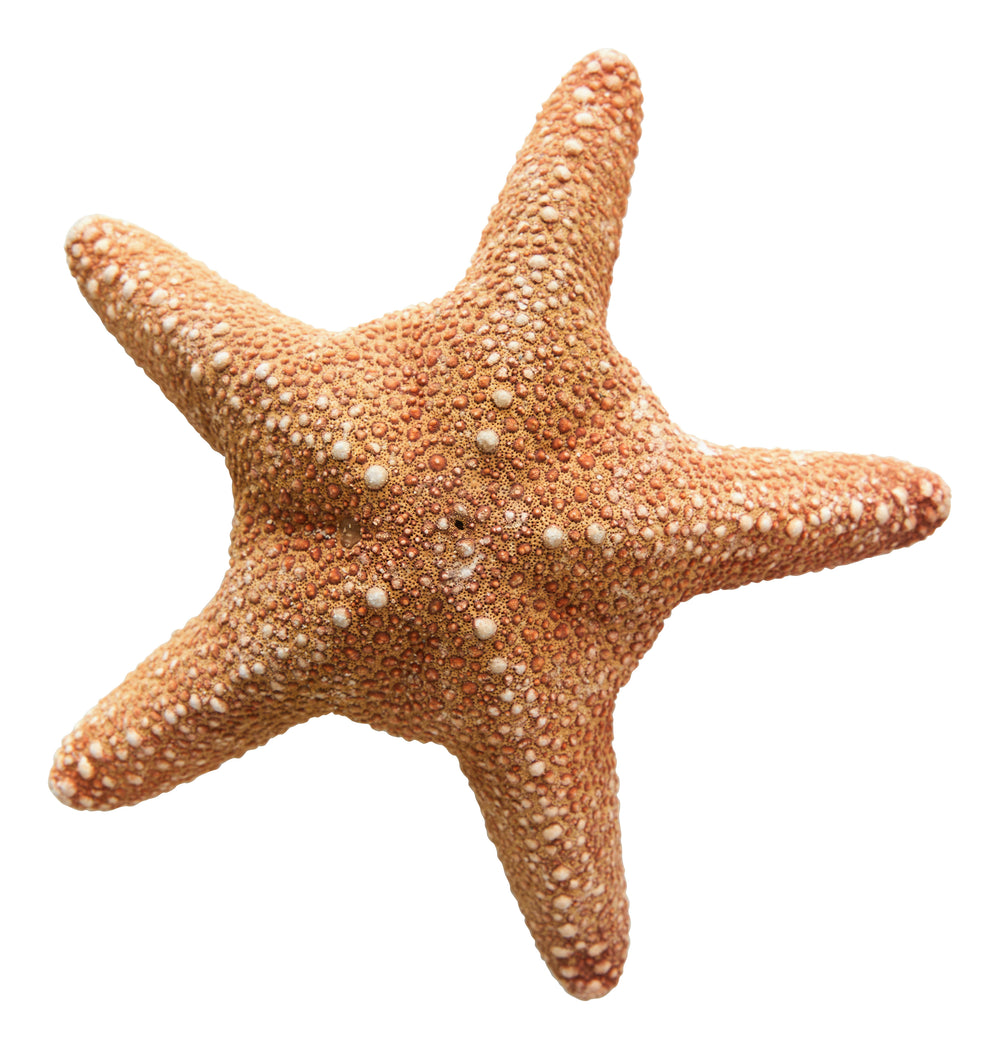 Madder Starfish