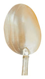 Shell Spoons