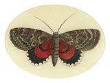 Red and Brown Butterfly Oval Tray